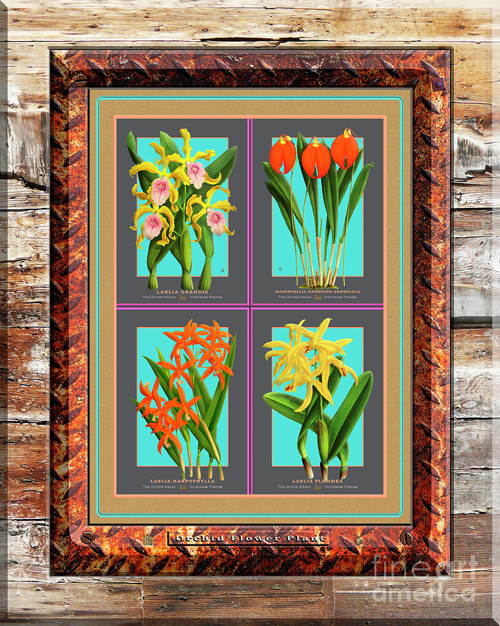 Antique Orchids Quatro On Rusted Metal And Weathered Wood Plank Digital Art