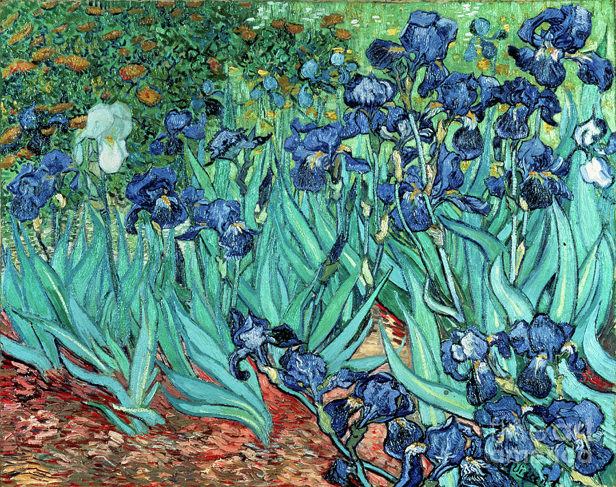 Irises Painting by Vincent van Gogh | Fine Art America
