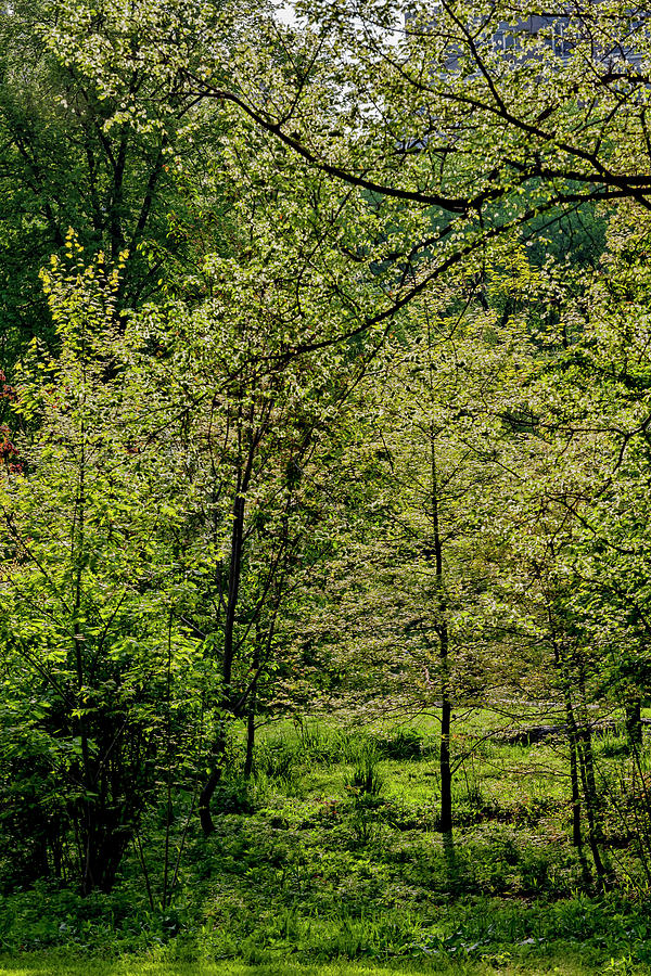Spring Trees #46 Photograph by Robert Ullmann