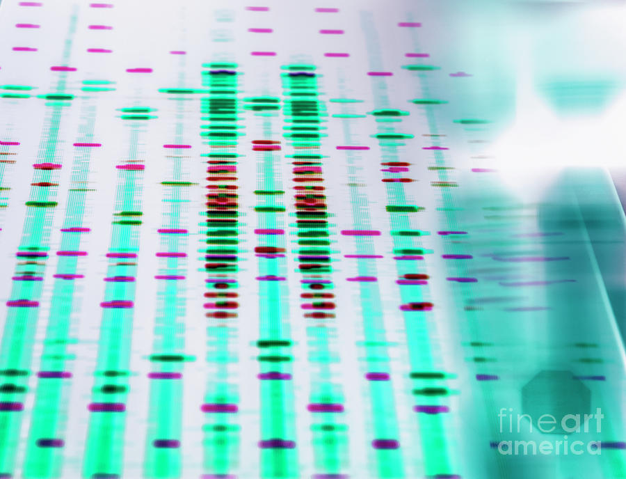 Dna Research #47 Photograph by Tek Image/science Photo Library