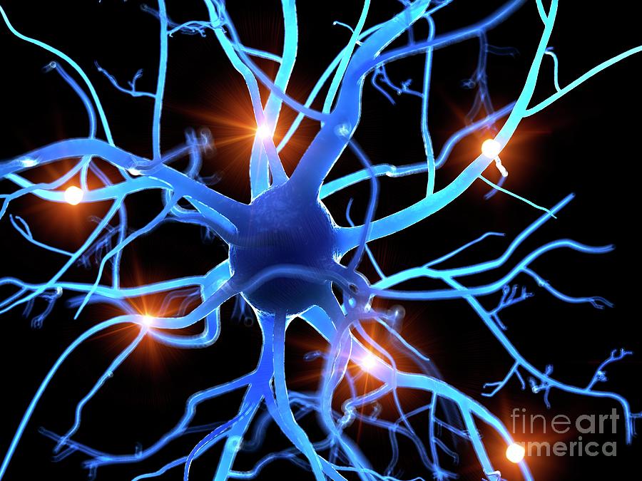 Illustration Of A Human Nerve Cell #47 Photograph by Sebastian Kaulitzki/science Photo Library