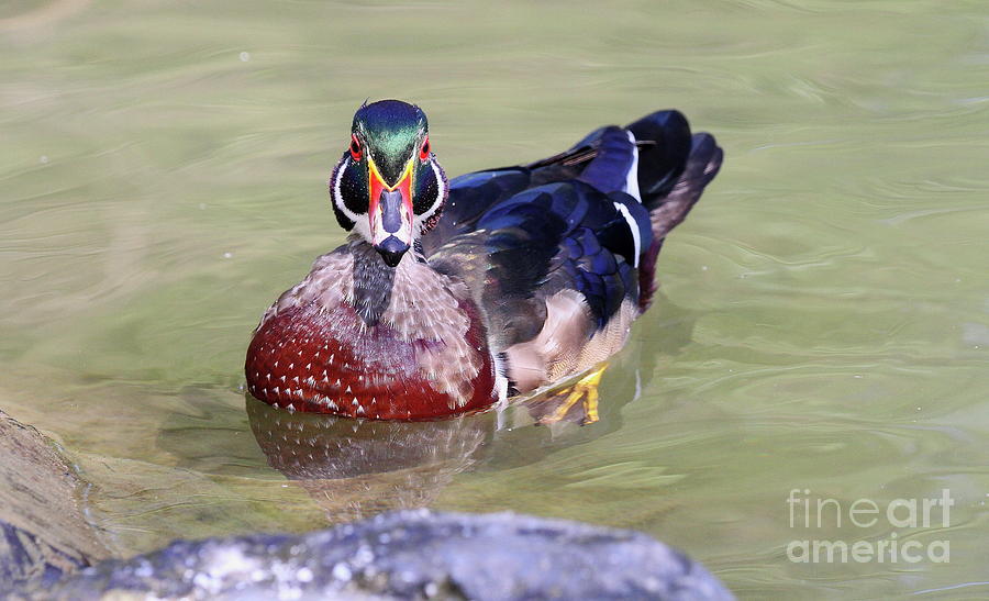 Male Wood Duck by Ken Keener Male Wood Duck by Ken Keener