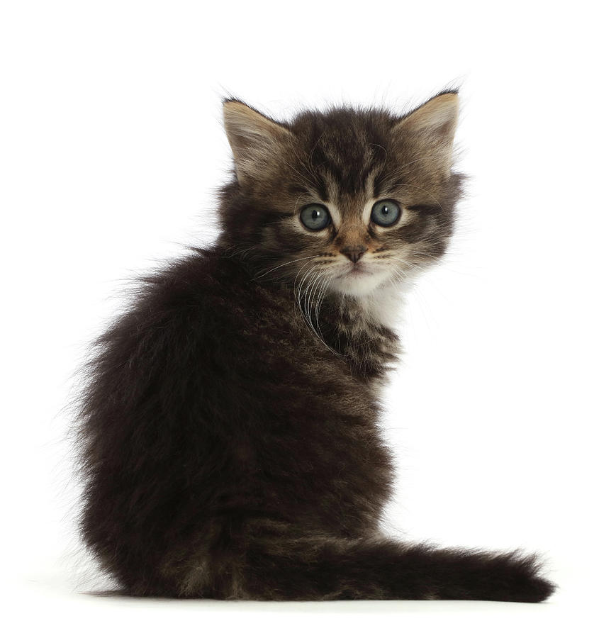 Tabby Kitten #47 Photograph by Mark Taylor