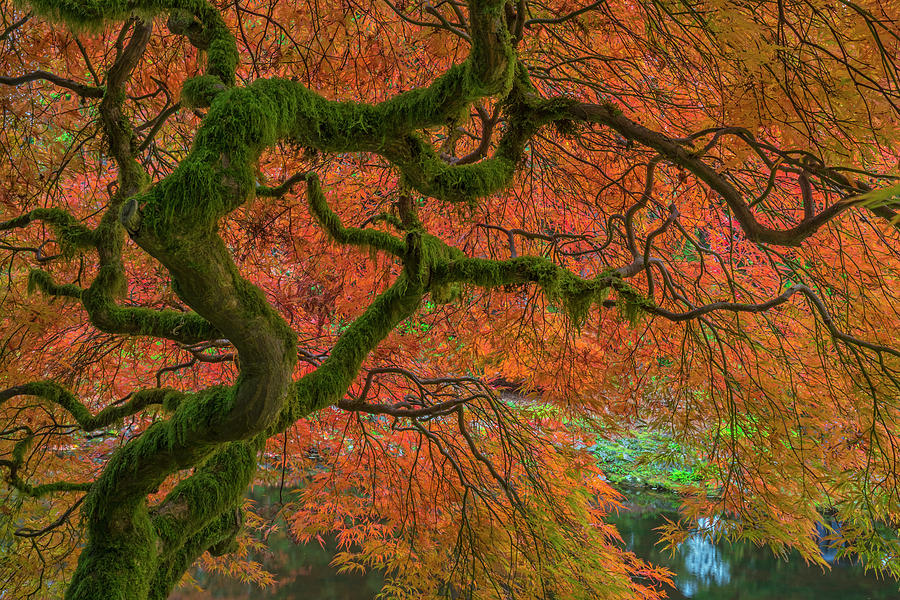 USA, Washington State, Olympic National Photograph by Jaynes Gallery ...