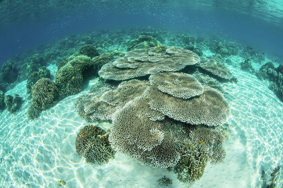 A Beautiful Coral Reef Thrives #48 Photograph by Ethan Daniels