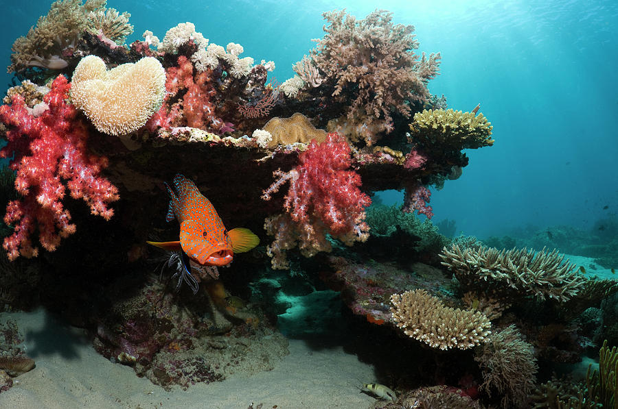 Coral Reef Scenery #48 Photograph by Georgette Douwma