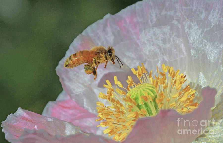 Honeybee Photograph - Honeybee by Gary Wing Honeybee Photograph - Honeybee by Gary Wing