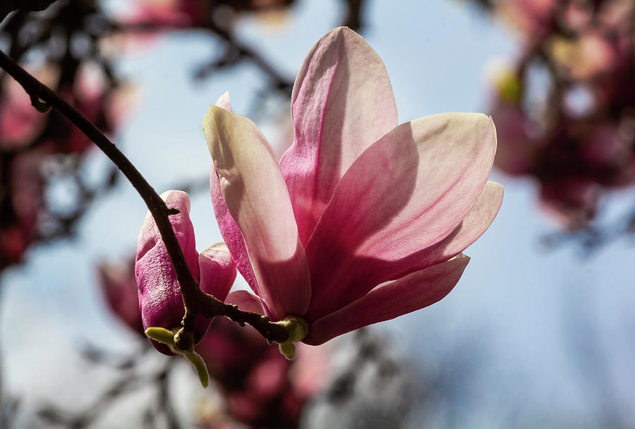 Magnolias #48 Photograph by Robert Ullmann