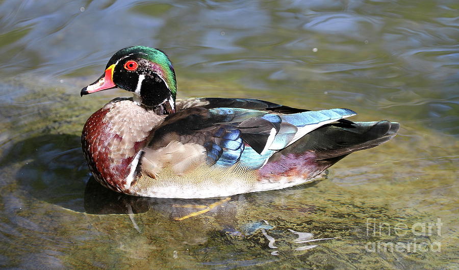 Male Wood Duck by Ken Keener Male Wood Duck by Ken Keener