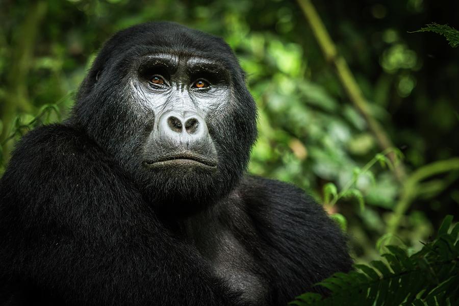 Mountain Gorilla Gorilla Beringei Photograph by Roger de la Harpe ...