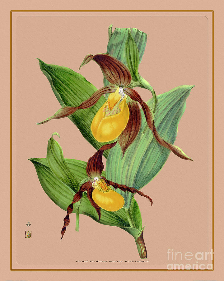Orchid Flower Orchideae Plantae Illustration Painting