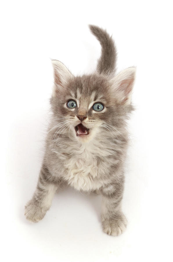 Tabby Kitten #48 Photograph by Mark Taylor