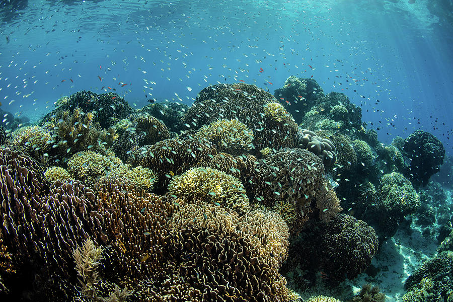 A Beautiful Coral Reef Thrives #49 Photograph by Ethan Daniels