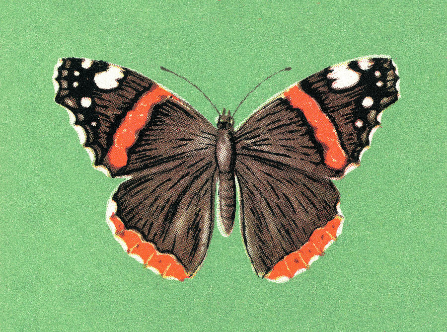 Butterfly Drawing - Butterfly #49 by CSA Images