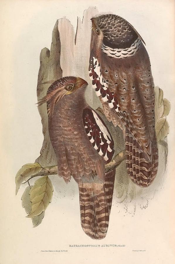 Nature Painting - Different types of birds illustrated by Charles Dessalines D Orbigny 1806-1876 21 #49 by Celestial Images