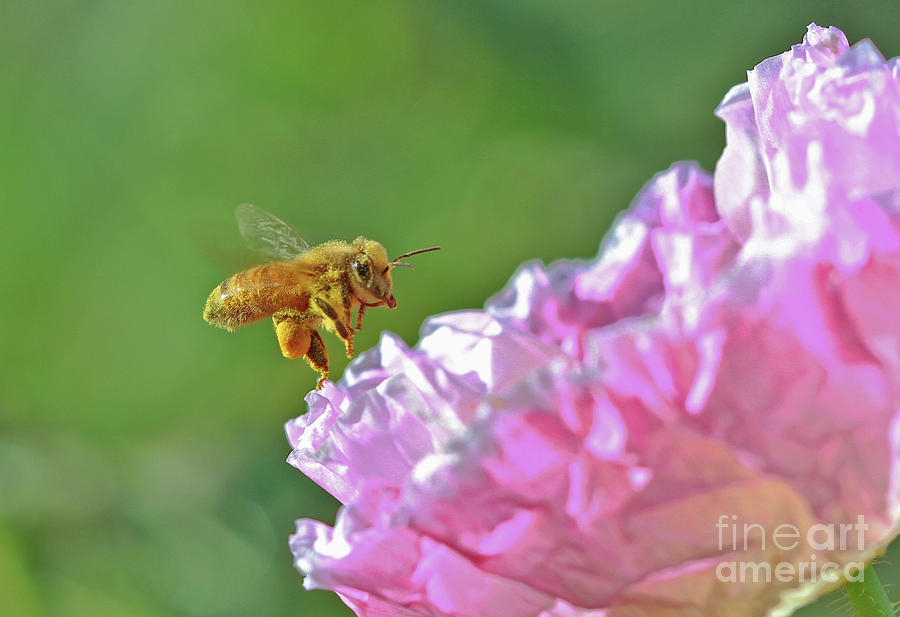 Honeybee Photograph - Honeybee by Gary Wing Honeybee Photograph - Honeybee by Gary Wing