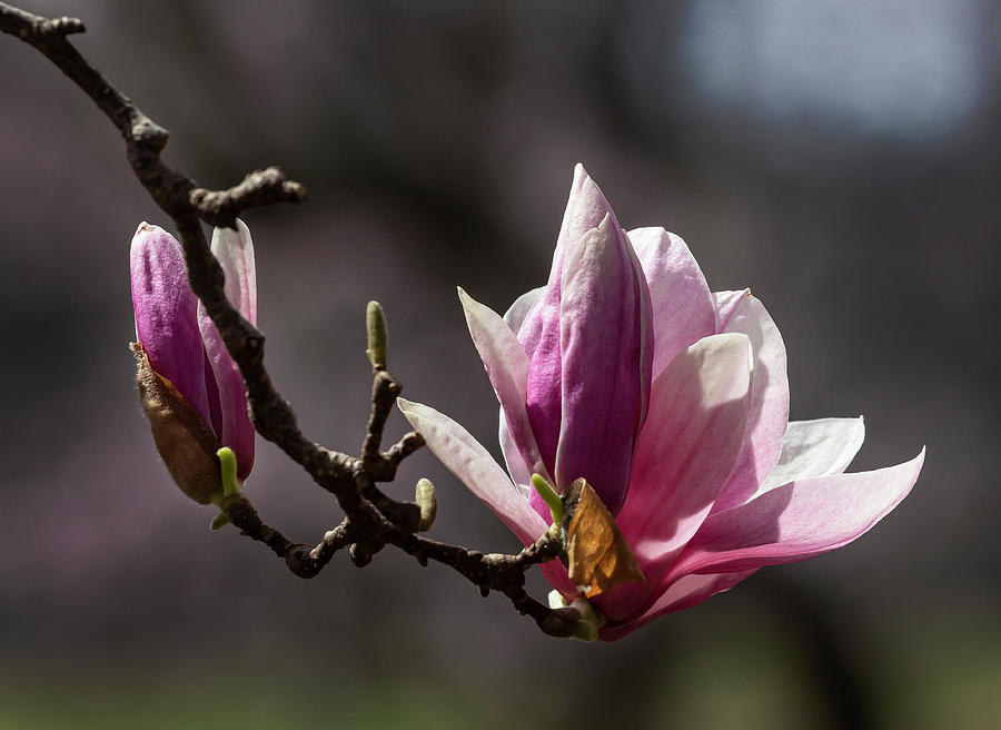 Magnolias #49 Photograph by Robert Ullmann