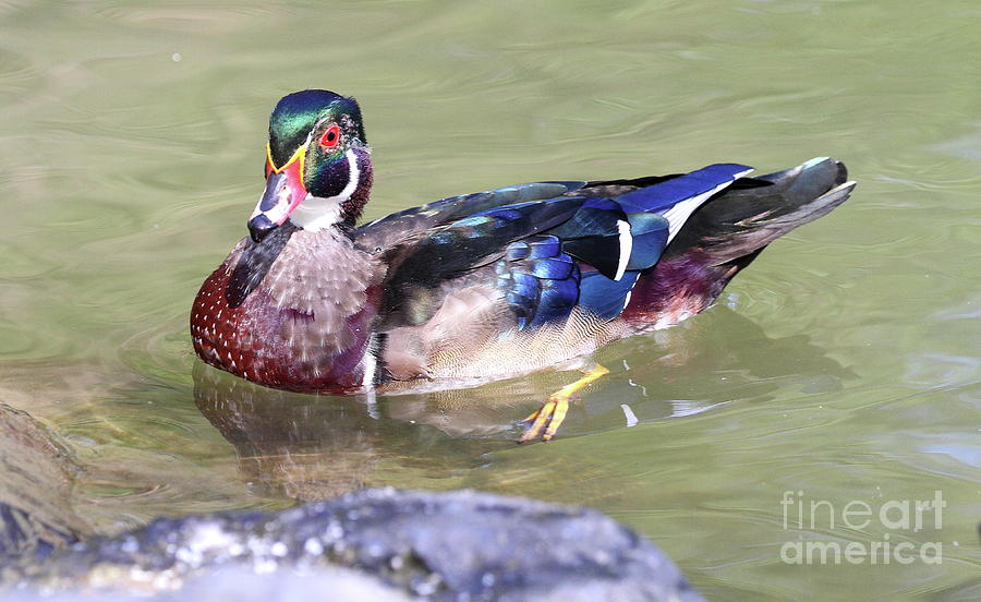 Male Wood Duck by Ken Keener Male Wood Duck by Ken Keener