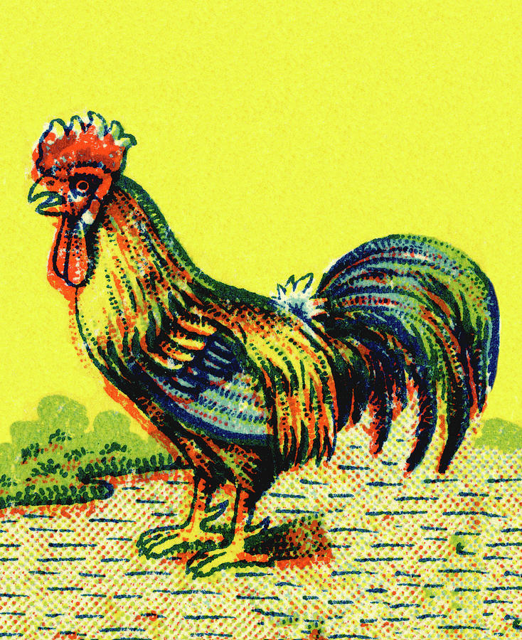 Chicken Drawing - Rooster #49 by CSA Images
