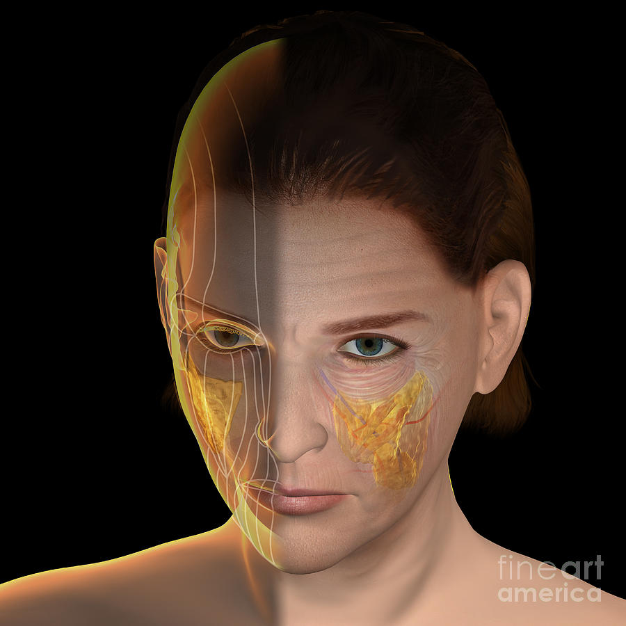 Skin Aging #49 by Science Photo Library