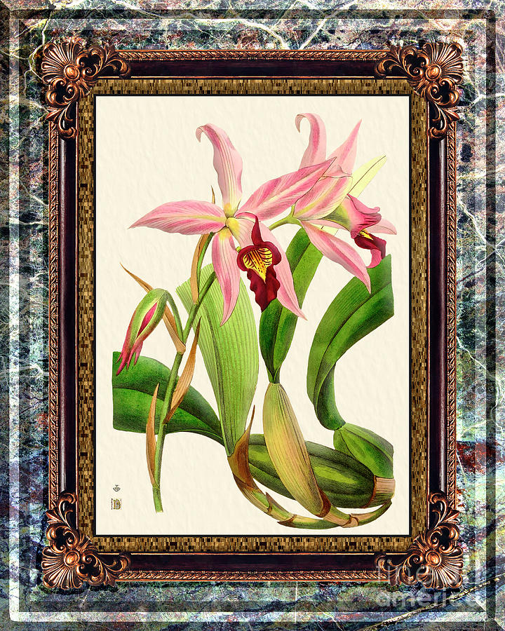 Vintage Digital Art - Vintage Orchid Antique Design Marble Granita #49 by Baptiste Posters