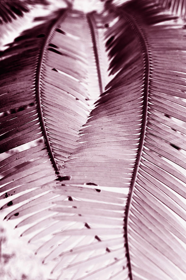 2 Plant Fronds Forming A Heart #5 Digital Art by Laura Diez