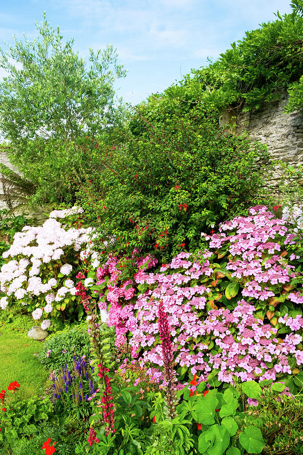 A Beautiful Summer Walled Garden Border Flowerbed Photograph