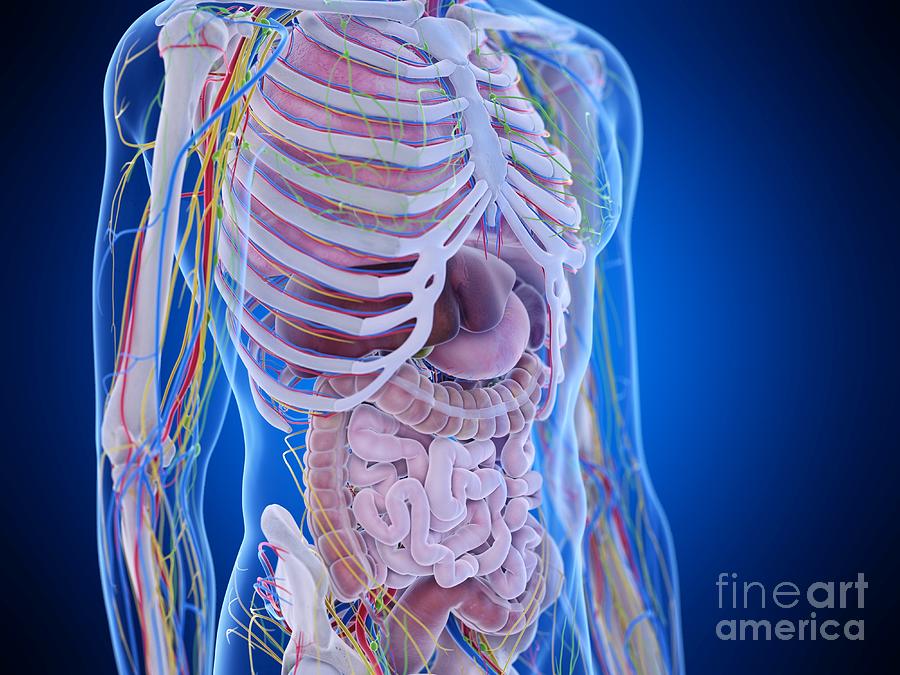 Abdominal Anatomy 5 Photograph by Sebastian Kaulitzkiscience Photo Biology Diagrams