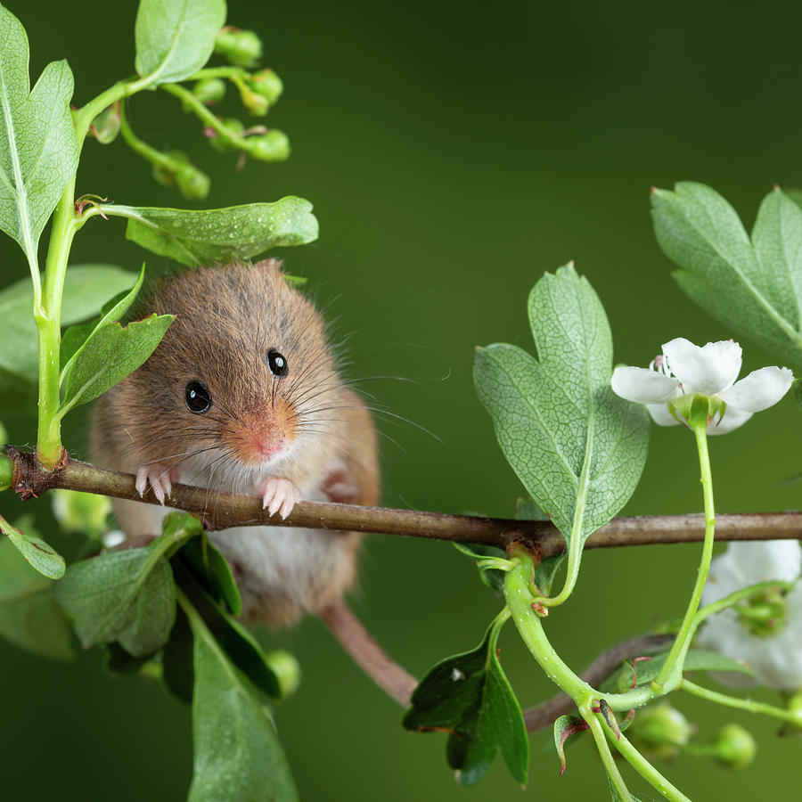 Mouse Photograph - Adorable Cute Harvest Mice Micromys Minutus On White Flower Foli #5 by Matthew Gibson