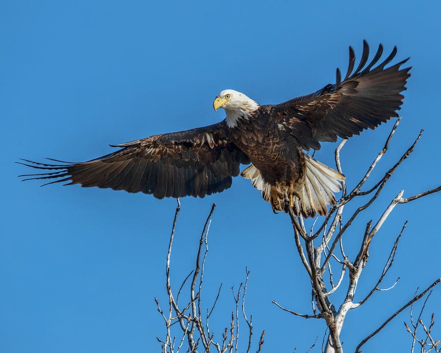 Adult,bald Eagle,brown,danita #5 Photograph by Michael Scheuf - Fine ...