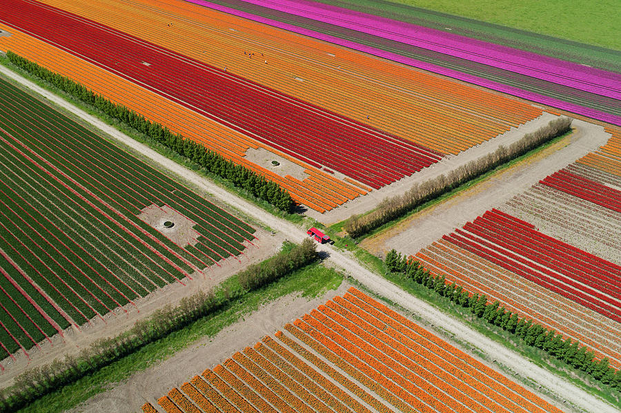 Aerial Photograph - Aerial Of Colorful Tulip Fields by David Wall Aerial Photograph - Aerial Of Colorful Tulip Fields by David Wall
