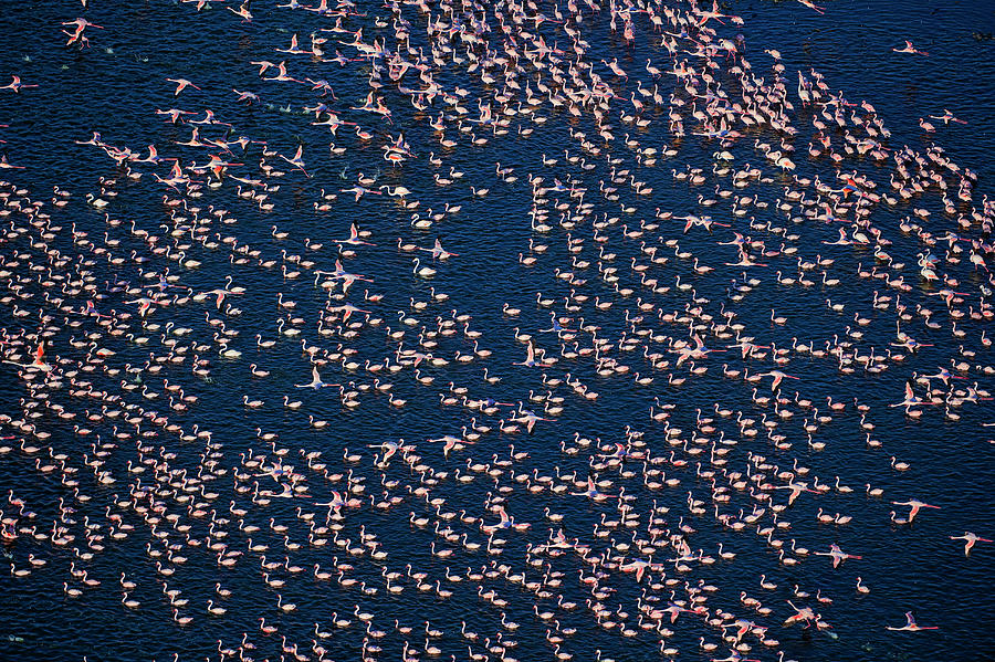 Aerial View Of Lesser Flamingo #5 Photograph by Nhpa