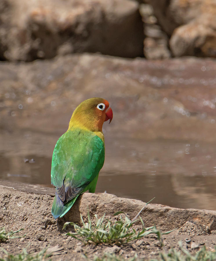 Lovebird Photograph - Africa, Tanzania, Ngorongoro #5 by Charles Sleicher