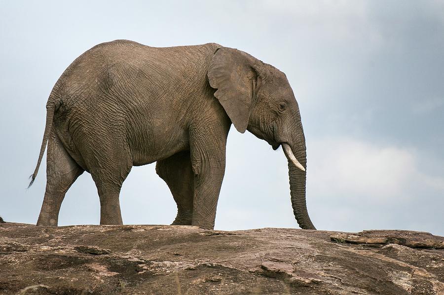 African Elephant #5 Digital Art by Jacana Stock