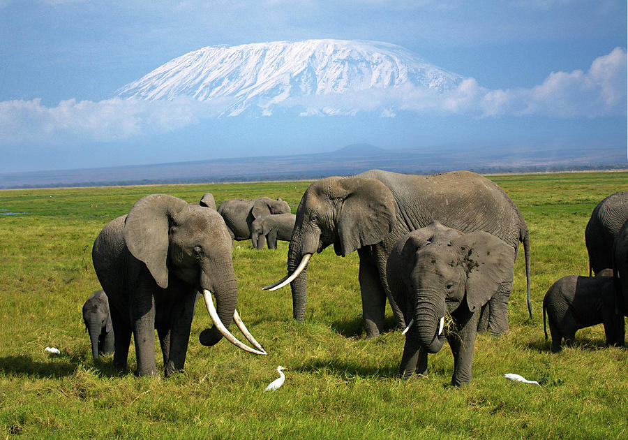 African Elephants #5 Digital Art by Hp Huber