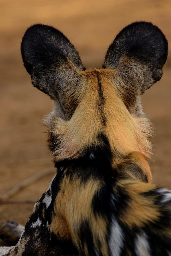 Wildlife Photograph - African Wild Dog (lycaon Pictus). Its #5 by Roger De La Harpe