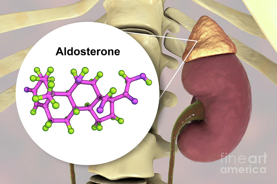 the hormone secreted by adrenal gland