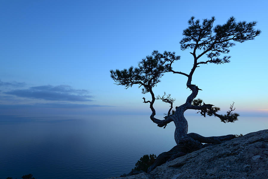 Nature Photograph - Alone Tree On The Edge Of The Cliff #5 by Ivan Kmit