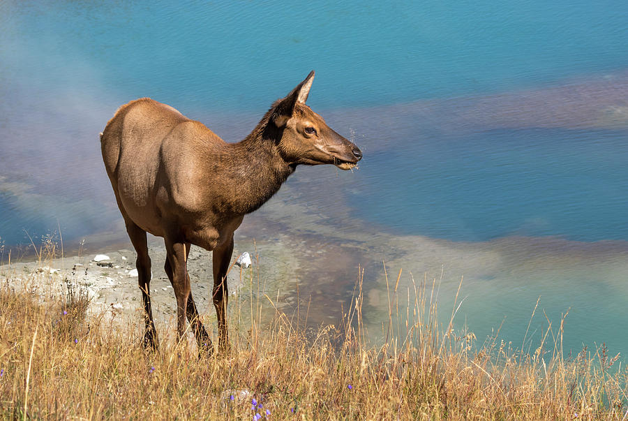 American Elk In Yellowstone #5 Photograph by Ivan Kuzmin