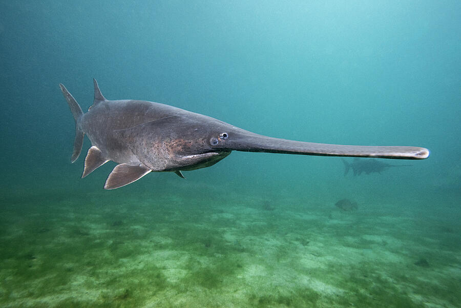 American Paddlefish, An Introduced Species Native To The #5 Photograph by Olga Kamenskaya / Naturepl.com American Paddlefish, An Introduced Species Native To The #5 Photograph by Olga Kamenskaya / Naturepl.com