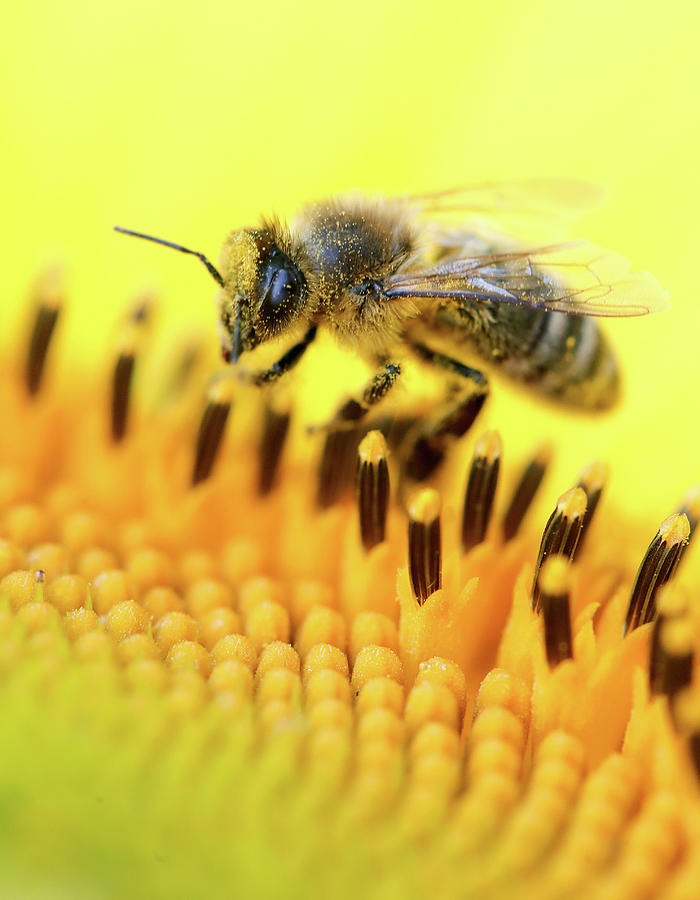 An Insect Collects Nectar Photograph by Arnd Wiegmann - Fine Art America