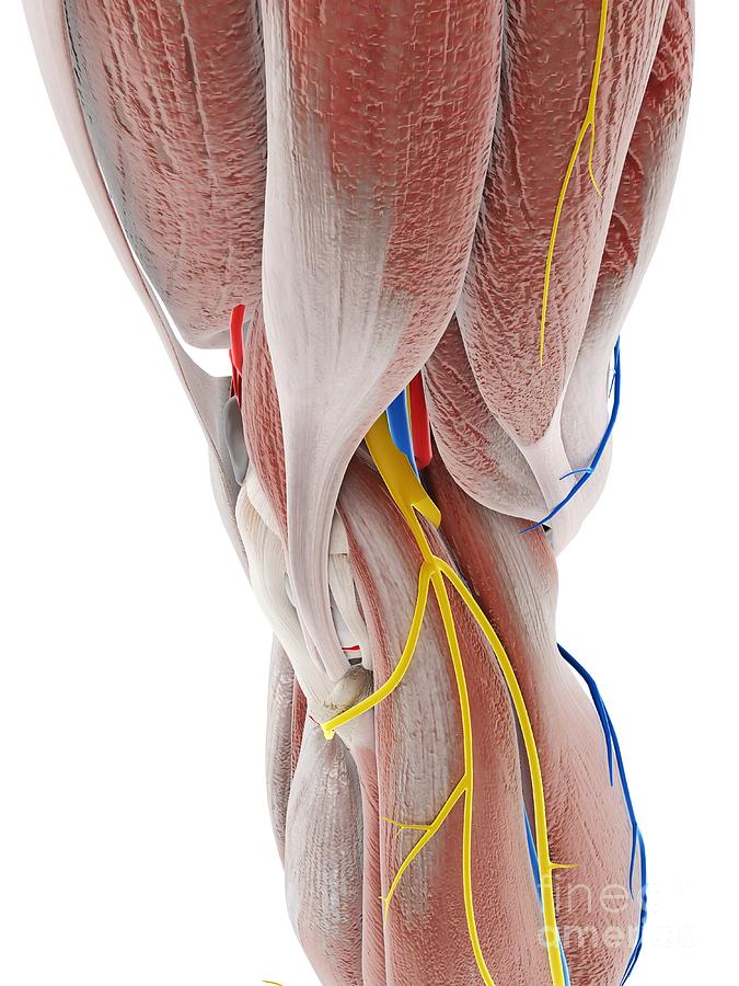 Anatomy Of The Knee Photograph by Sebastian Kaulitzki/science Photo ...