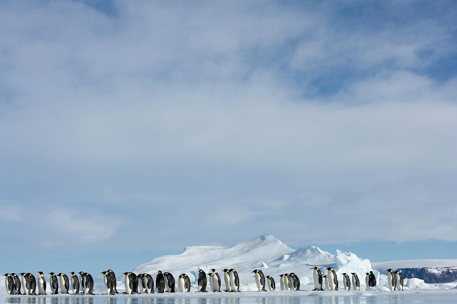 Antarctica, Snow Hill Island, Emperor #5 Photograph by Paul Souders