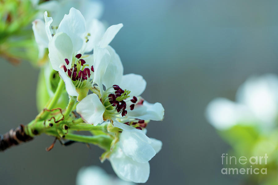 Apple Blossom #5 Photograph by Wladimir Bulgar/science Photo Library