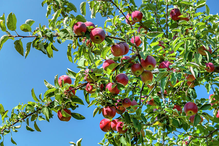Apple Orchard, Fishkill Farms, Ny #5 Digital Art by Laura Zeid