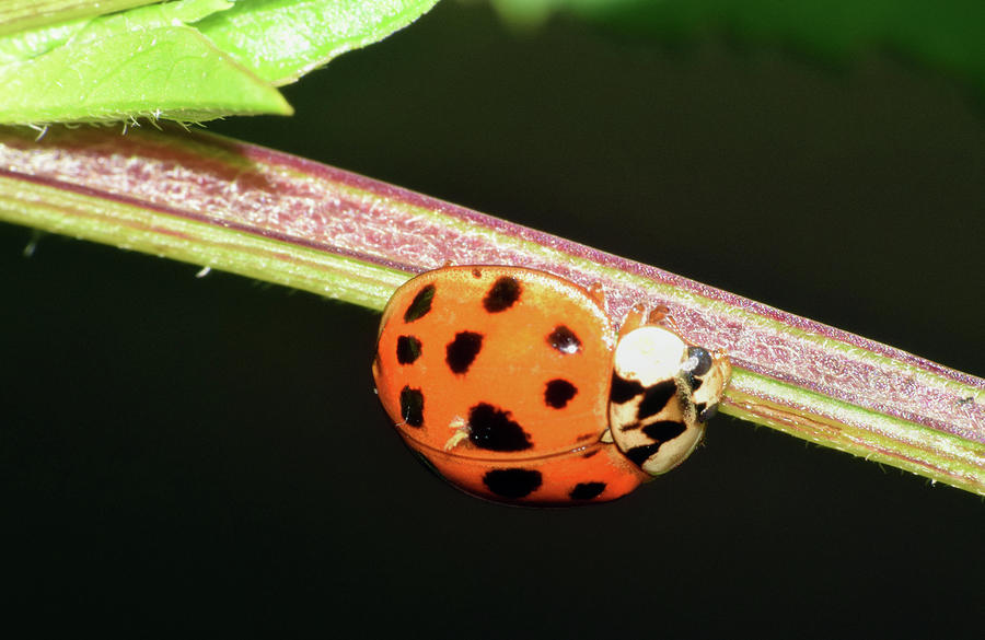 Asian Lady Beetle #5 Photograph by Larah McElroy