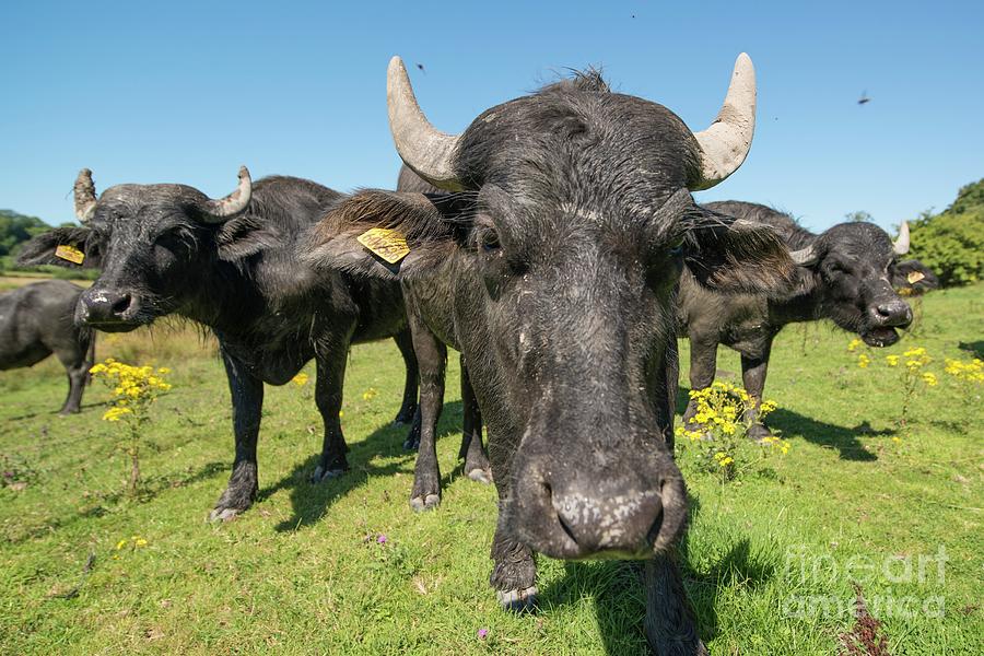 Asian Water Buffalo At Cilgerran Nature Reserve #5 Photograph by Andy Davies/science Photo Library