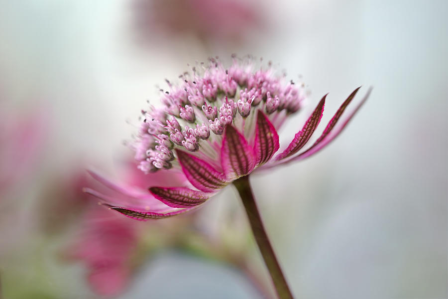 Summer Photograph - Astrantia #5 by Mandy Disher