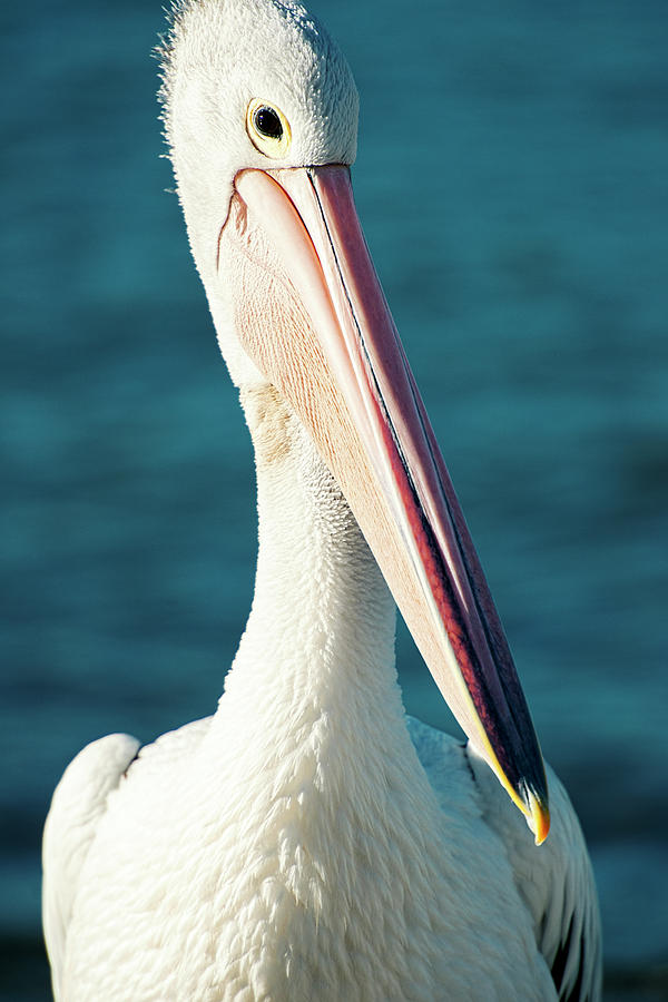 Australian Pelican by Rob D Imagery Australian Pelican by Rob D Imagery
