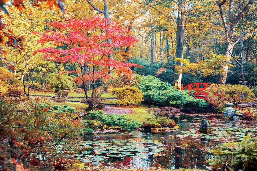 autumn in Japanese park Photograph by Ariadna De Raadt